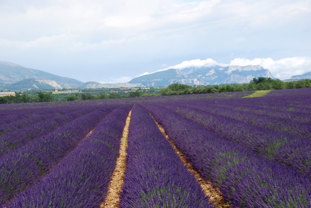 Lavender Fields